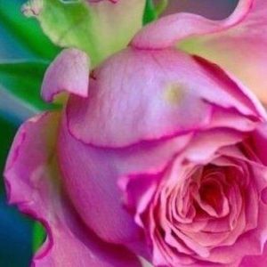 Meet your Posher, Bree